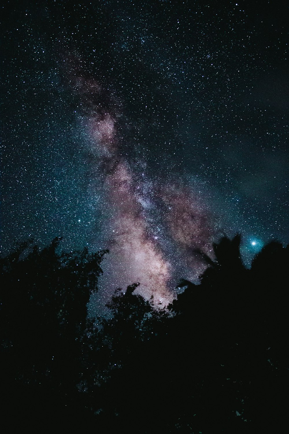 silhouette di alberi attraverso il cielo stellato