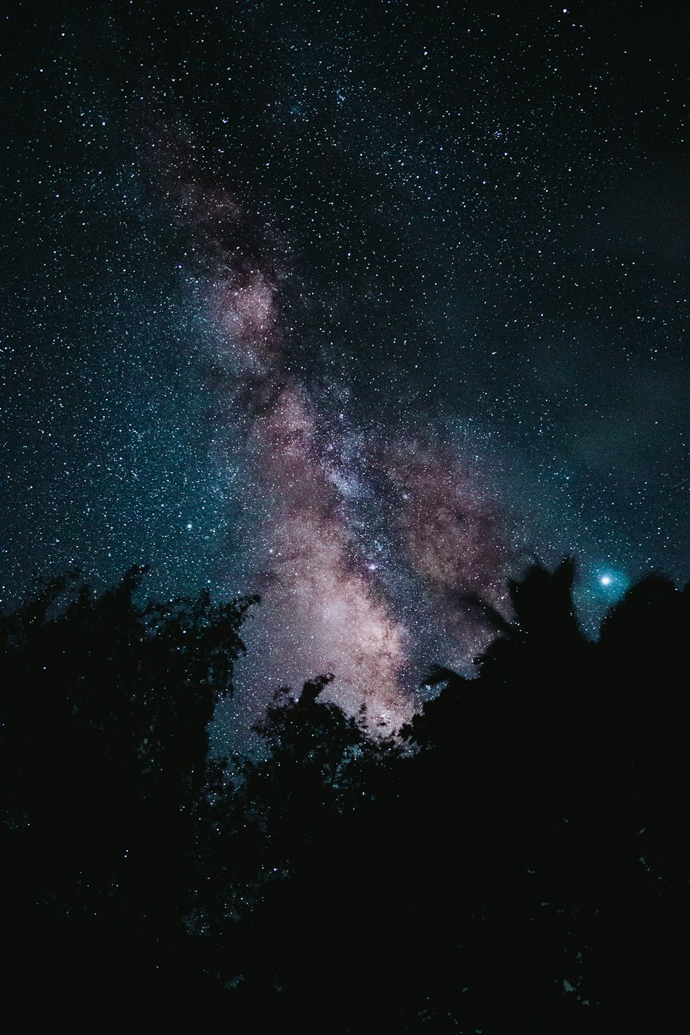 silhouette of trees across starry sky