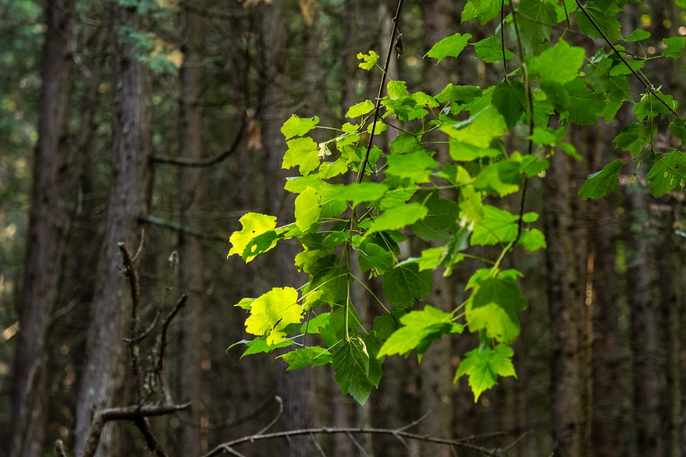 landscape photo of trees