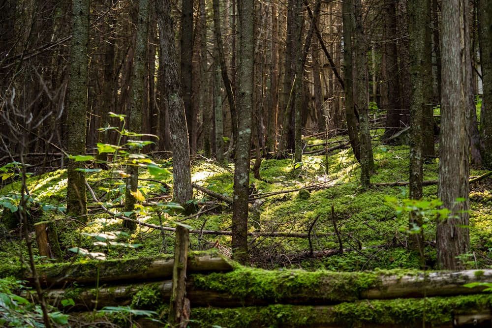 landscape photo of forest