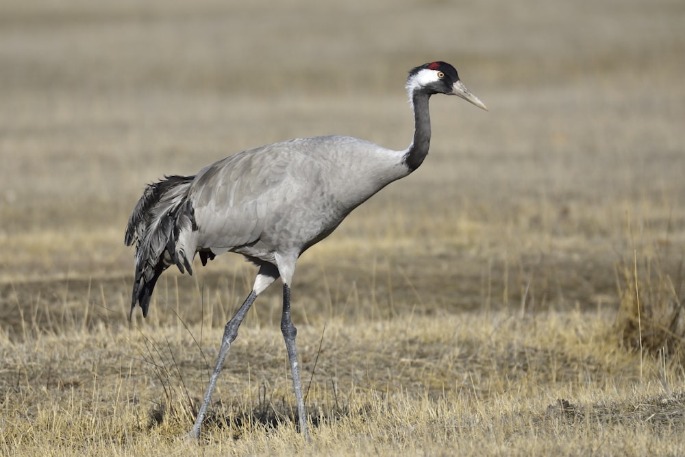 grey and black bird on brown field during daytime