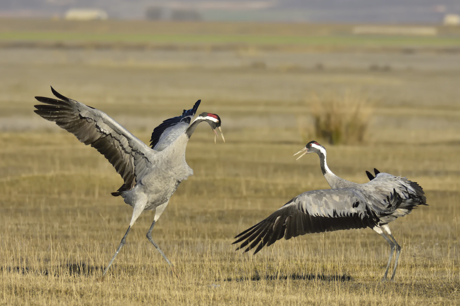 birds on field