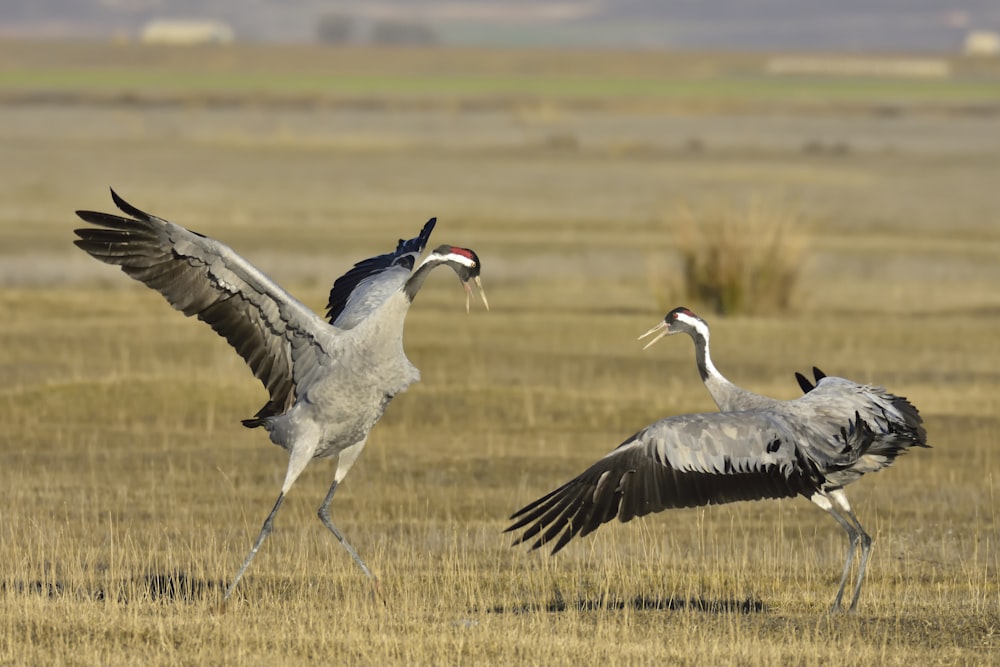 birds on field