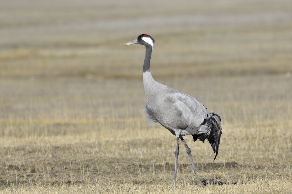 gray bird on grass