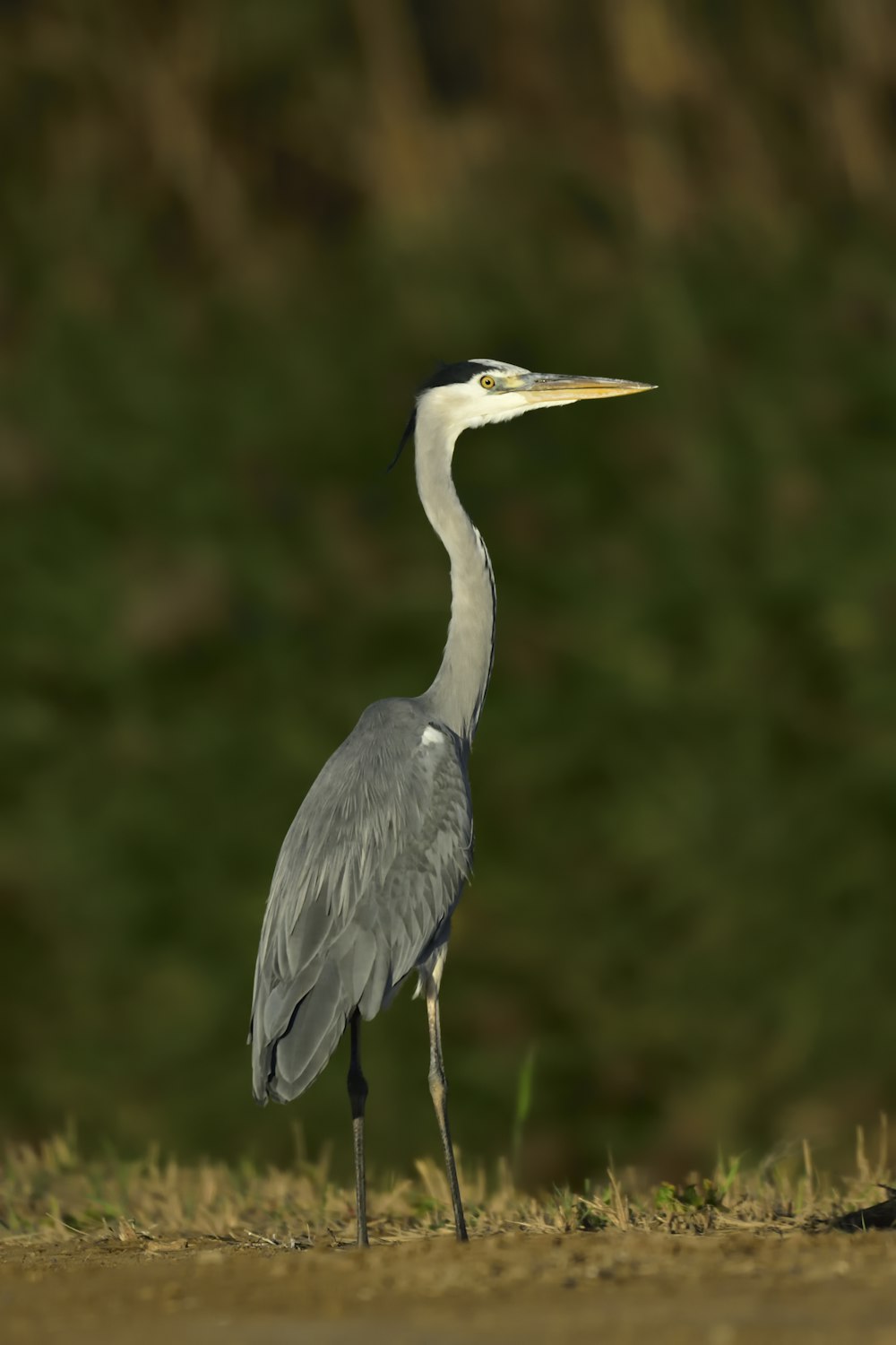 shallow focus photo of Great blue heron