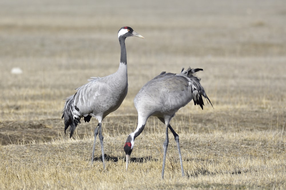 two gray long-necked birds on field during daytime