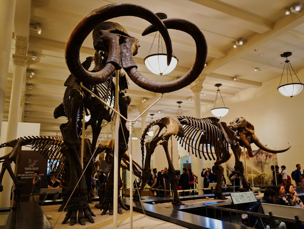 dinosaurs skeleton inside museum