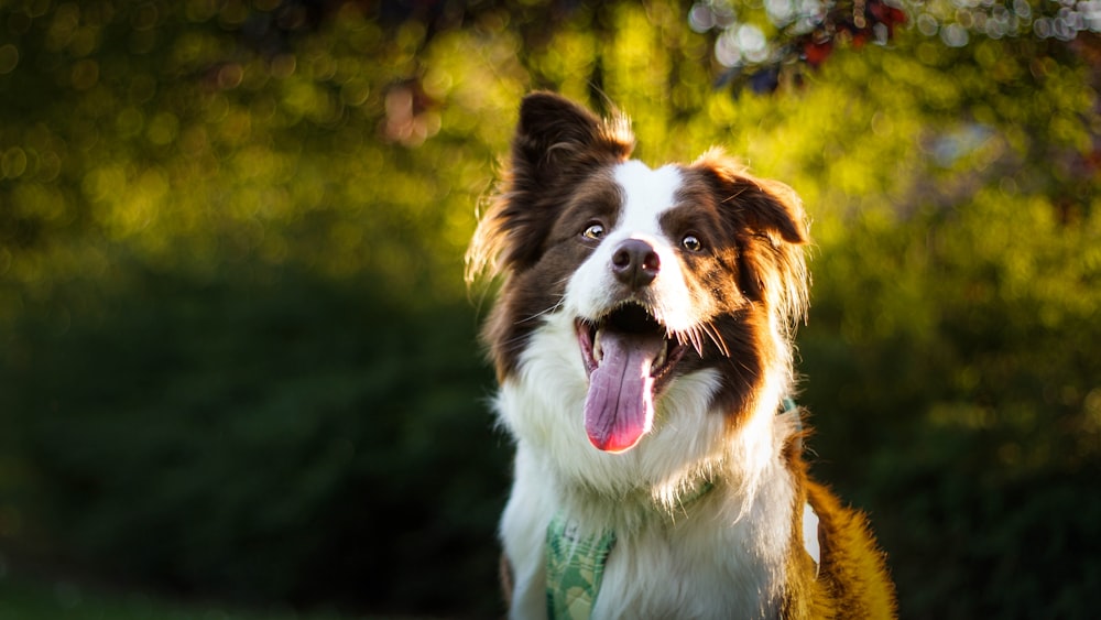 ロングコートの白と茶色の犬の浅い焦点の写真