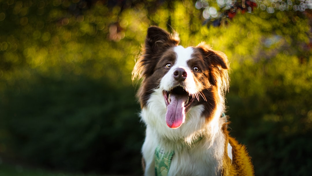 shallow focus photo of long-coated white and brown dog