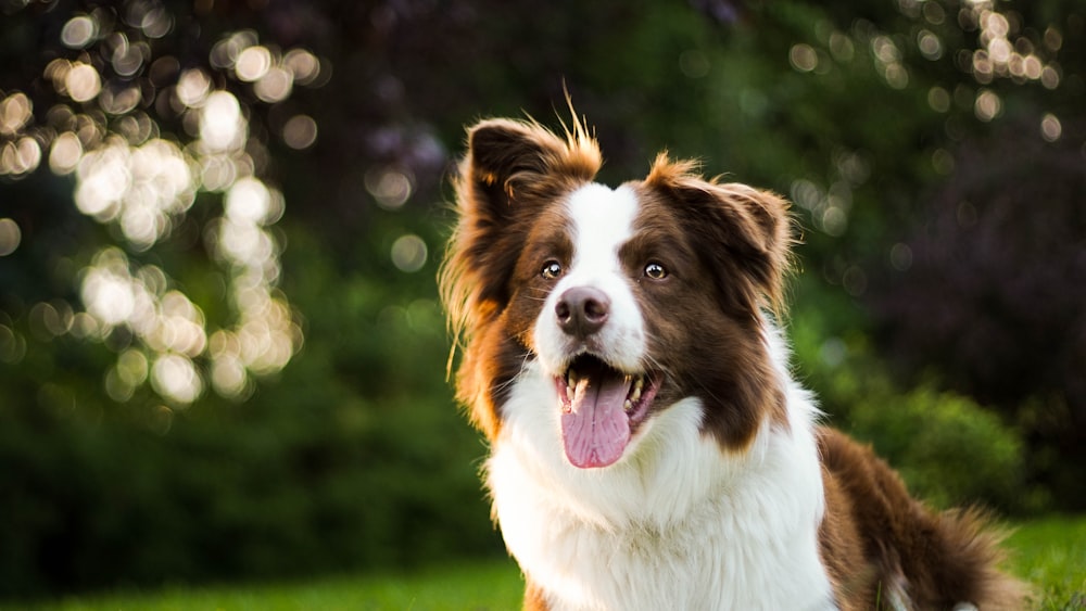 Photographie en gros plan d’un border collie brun et blanc adulte