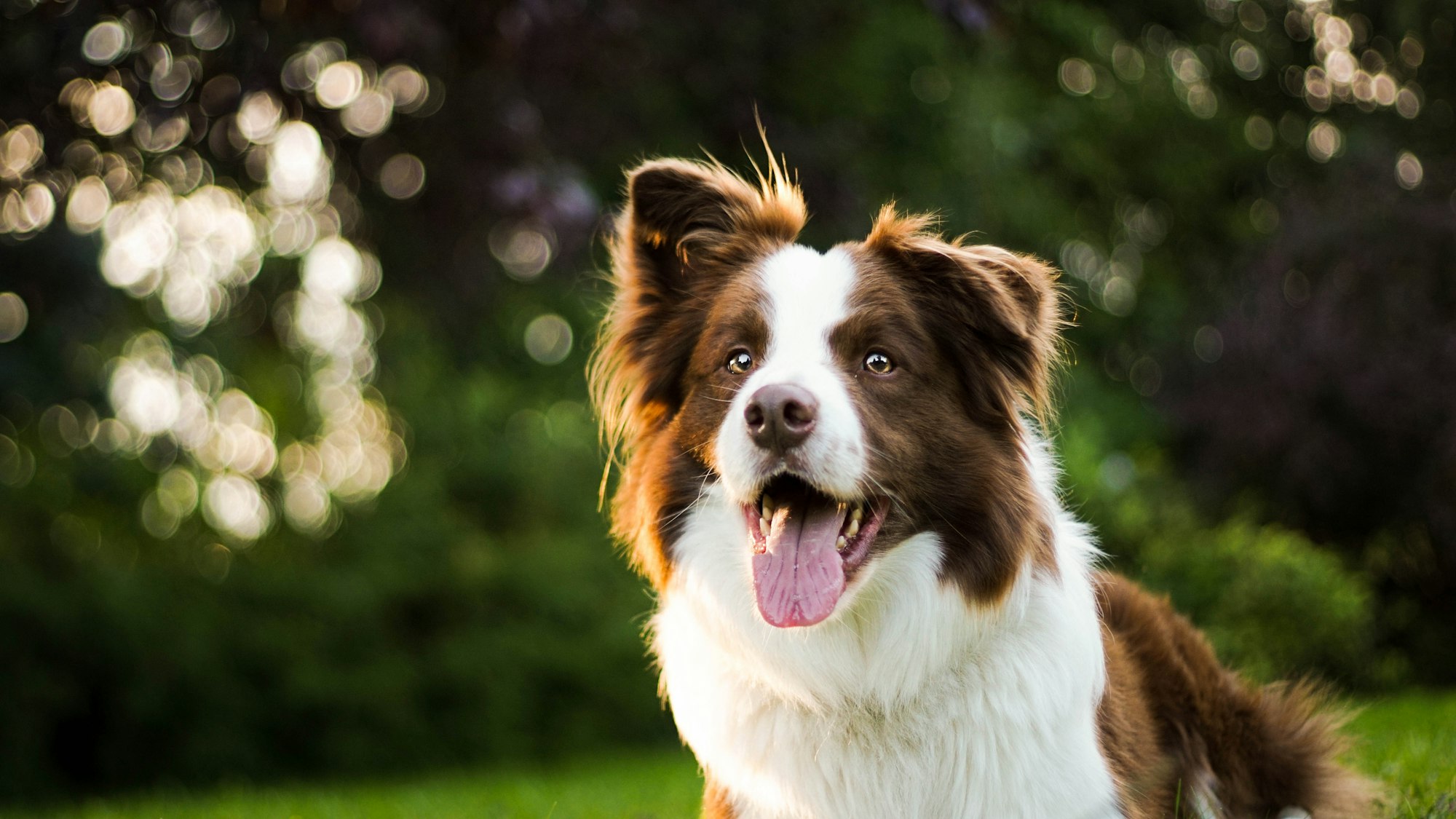close-up photography of adult red and white border collie