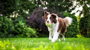 brown and white dog on grass