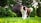 brown and white dog on grass