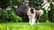 brown and white dog on grass