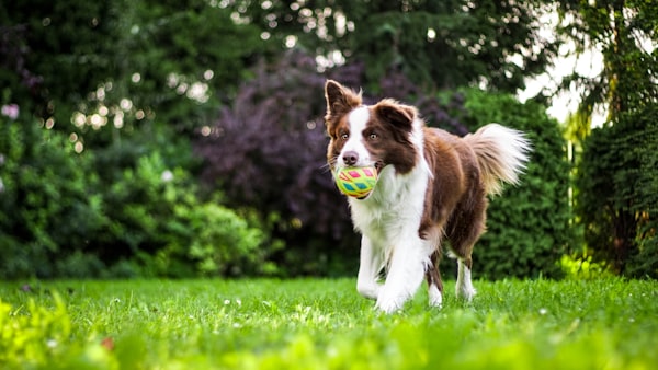 Boarder Collie running in yard with a ball in its mouth