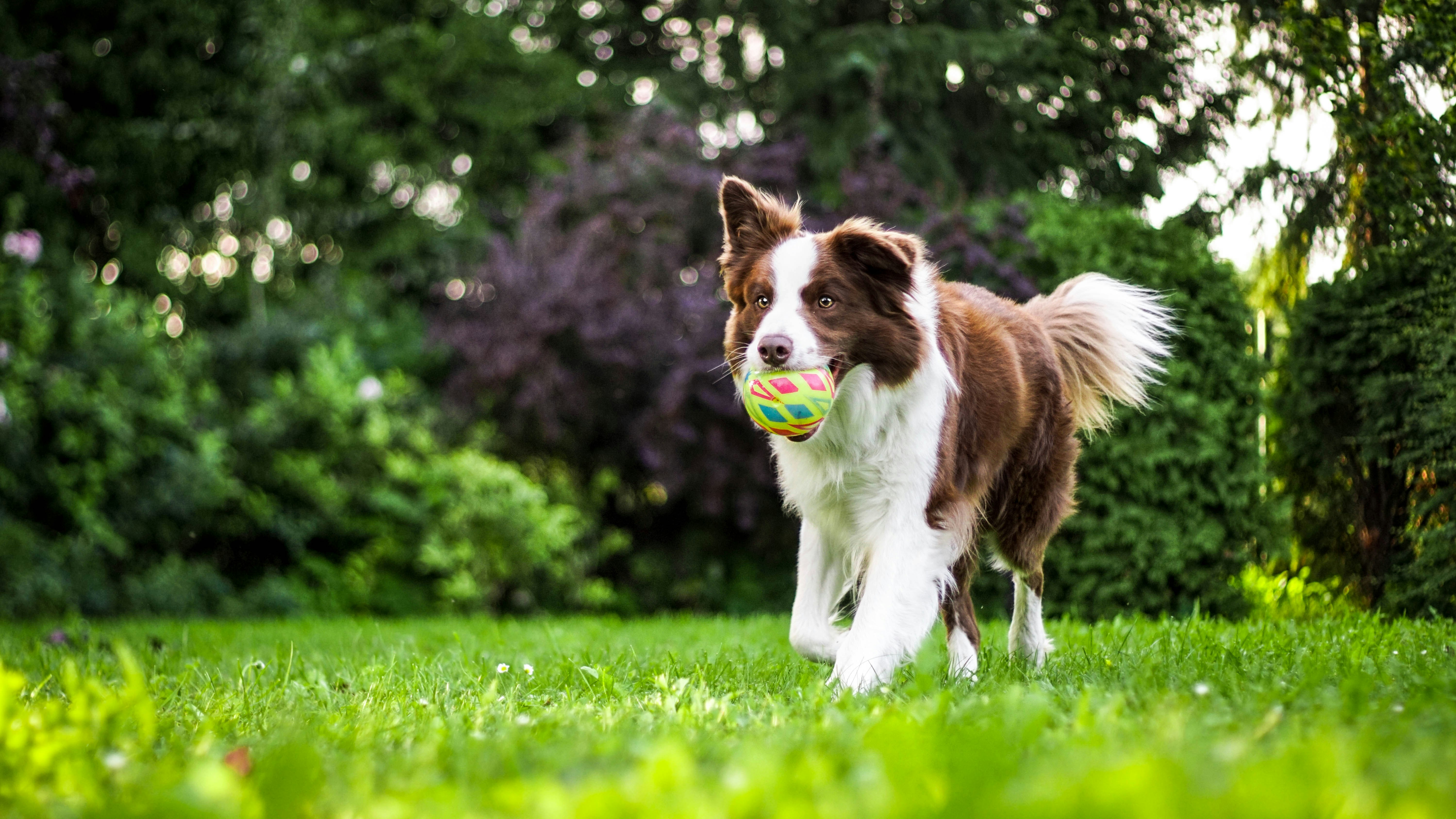 Nip The Nipping: Proven Methods To Train Puppies Not To Bite