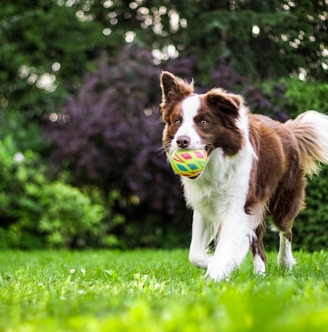 brown and white dog on grass