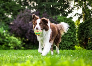 brown and white dog on grass