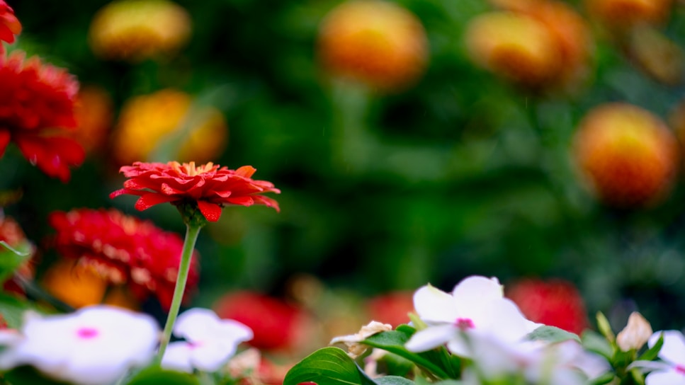 shallow focus photo of red flowers