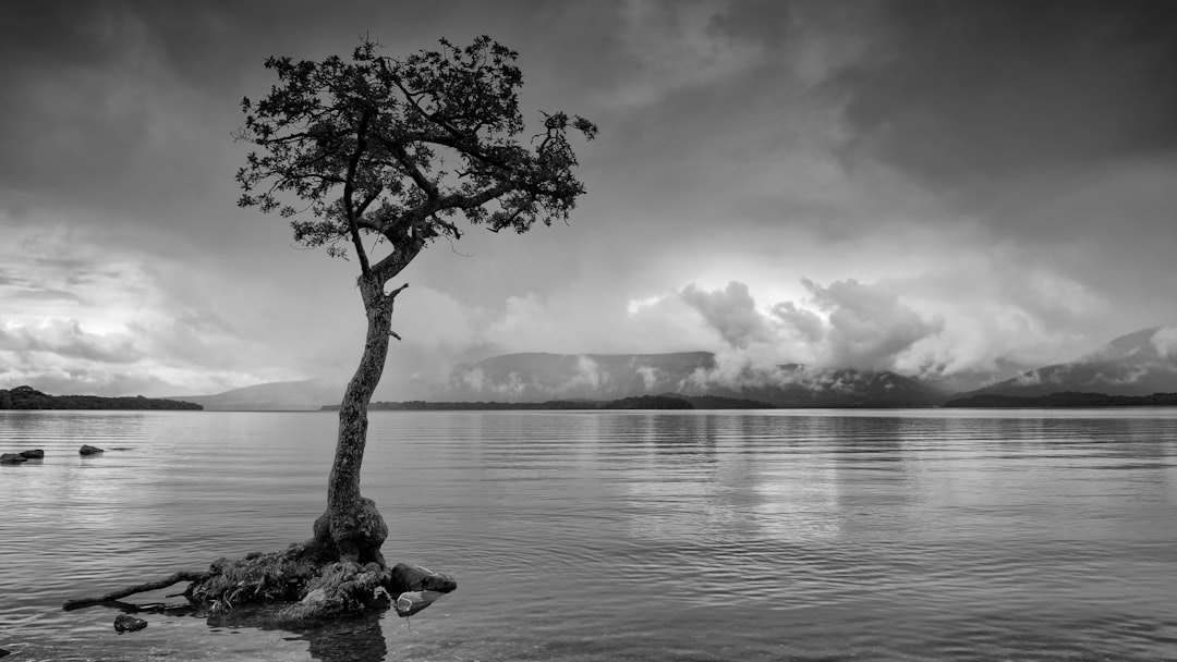 green tree on body of water