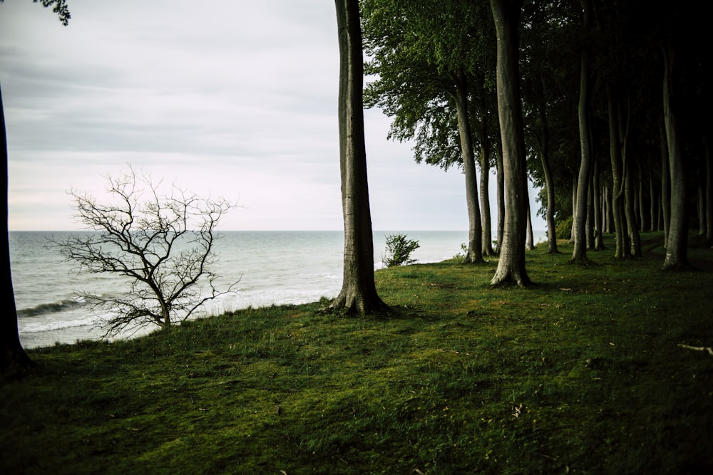 green trees near ocean