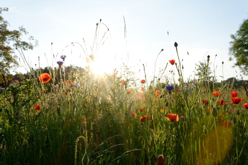 A vibrant wildflower field at sunrise, symbolizing growth and new beginnings.