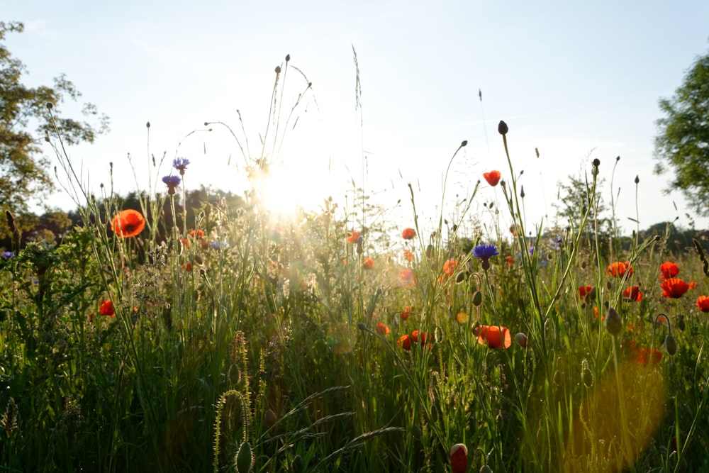 green-leafed plants with red flowers