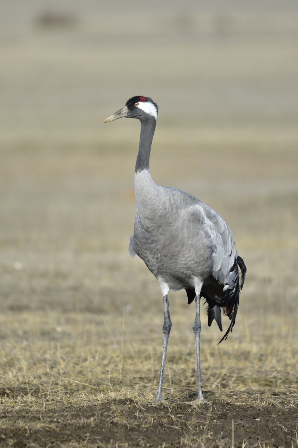 shallow focus photography of gray sandhill crane