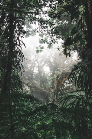 green and black trees at daytime