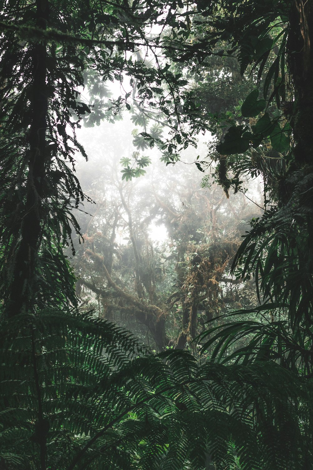 green and black trees at daytime