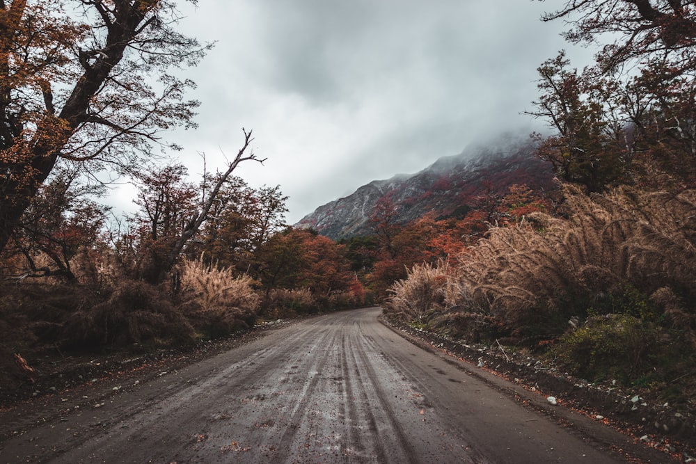 mountain near trees during daytime