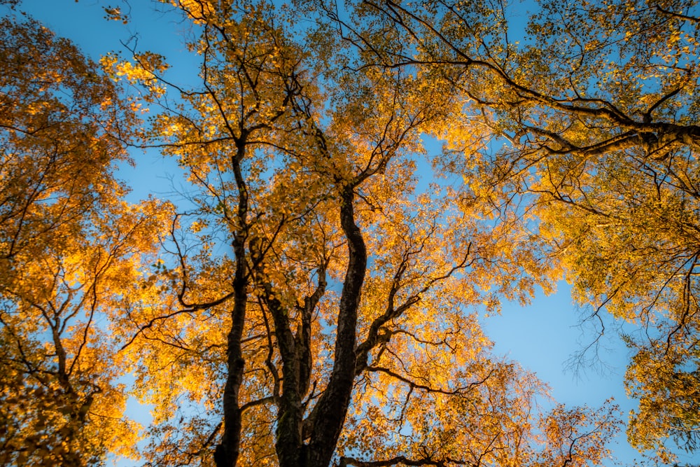 brown tree during daytim