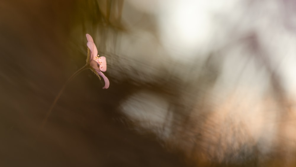 beige-petaled flower