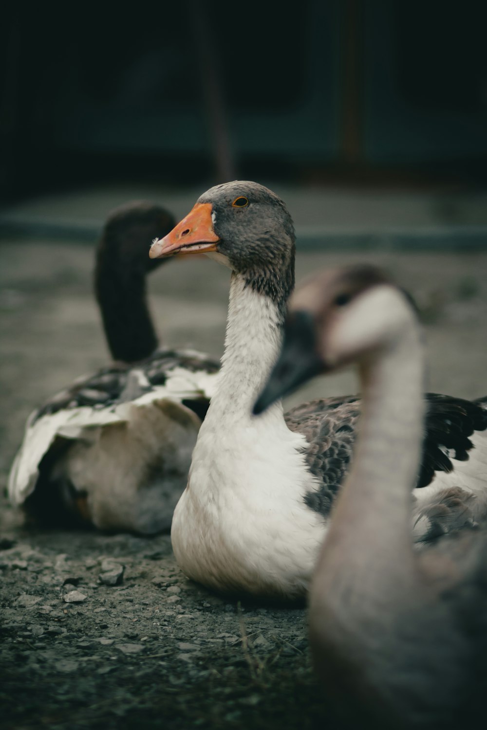 drei weiße und graue Enten