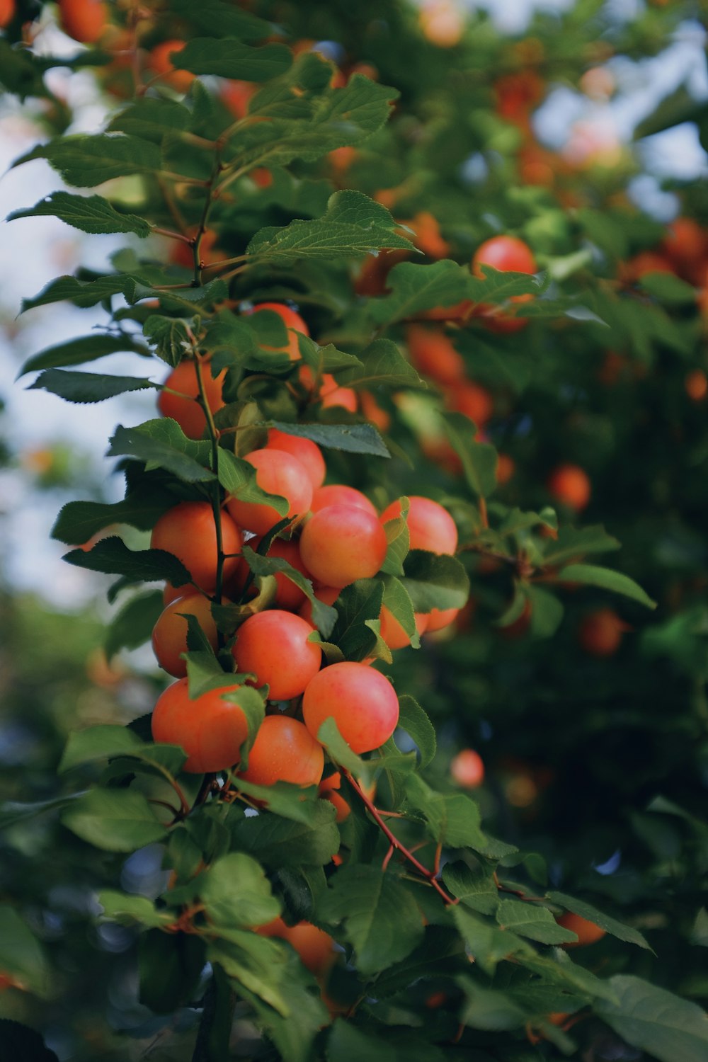 round red fruits close-up photography