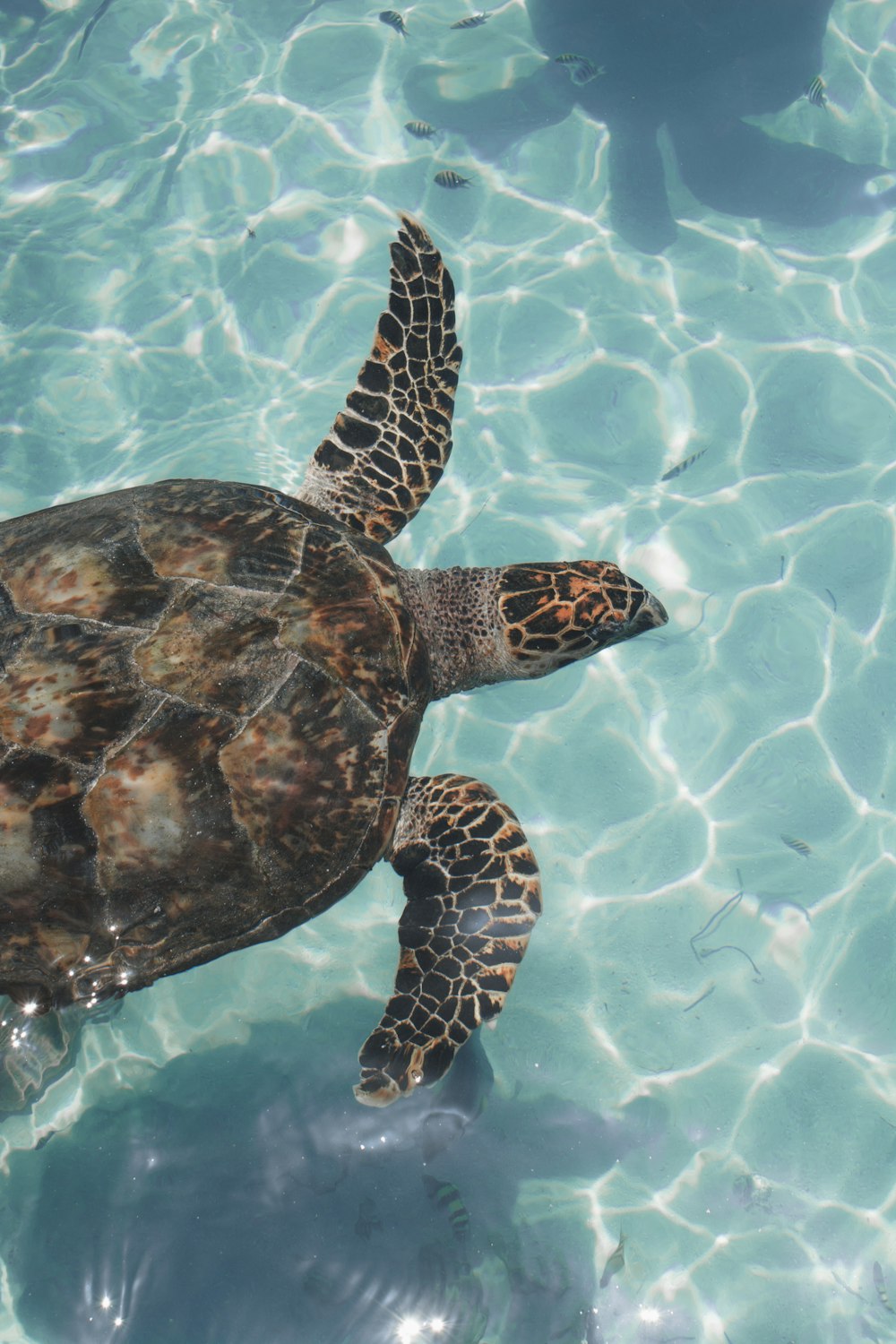 tartaruga marrom e cinza no corpo da água