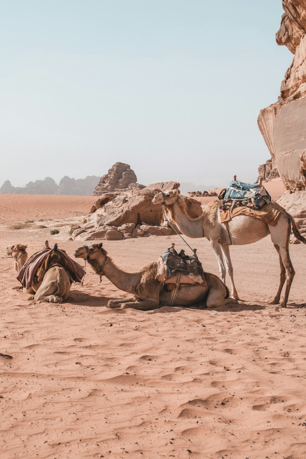 three brown camels on desert during daytime