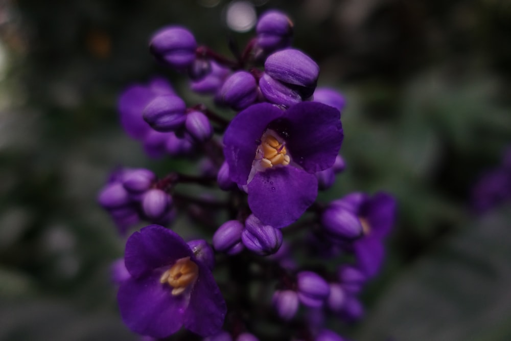 purple petaled flower