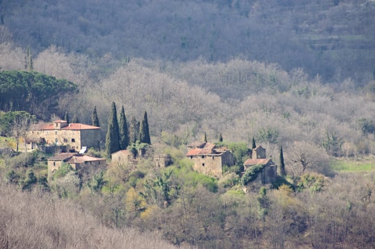 brown houses surrounded by trees in Tuscany Italy