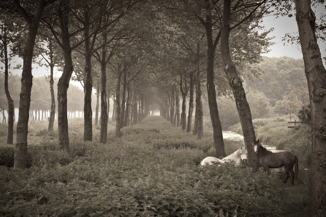 Forest photo spot Delft Katwijk aan Zee