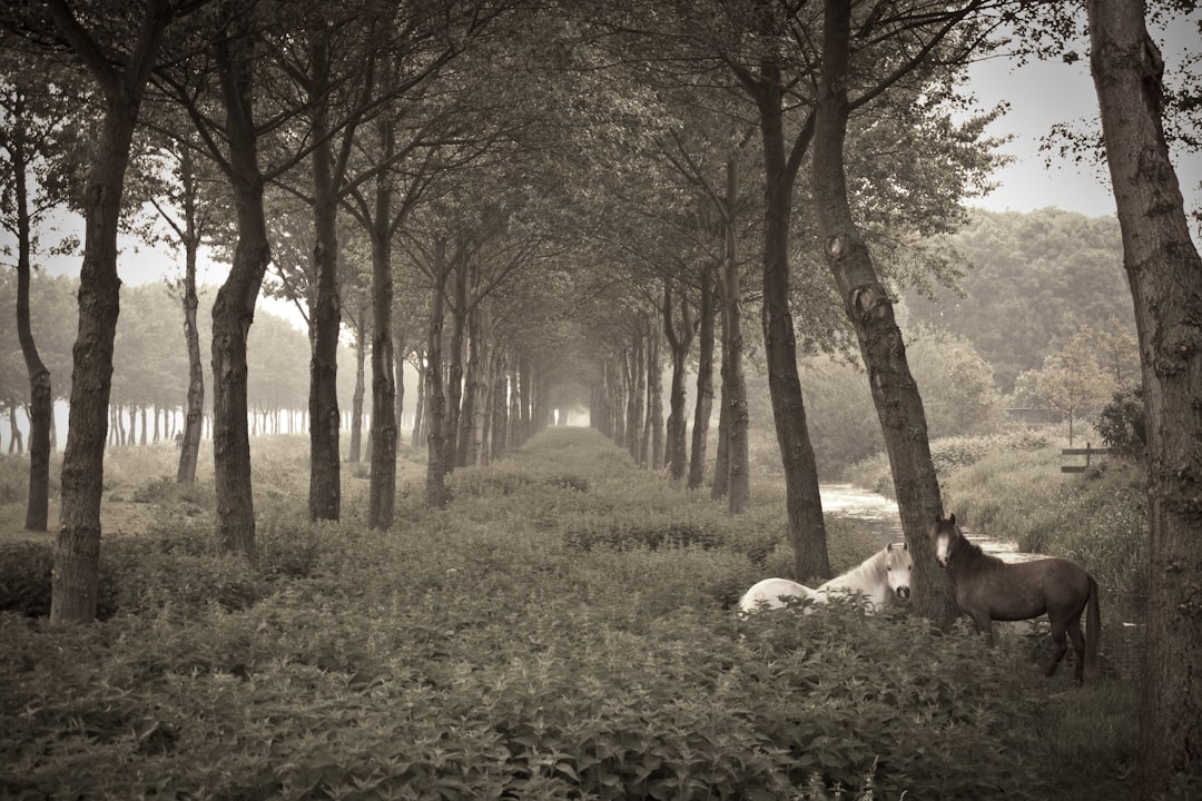 Forest photo spot Delft Vondelpark