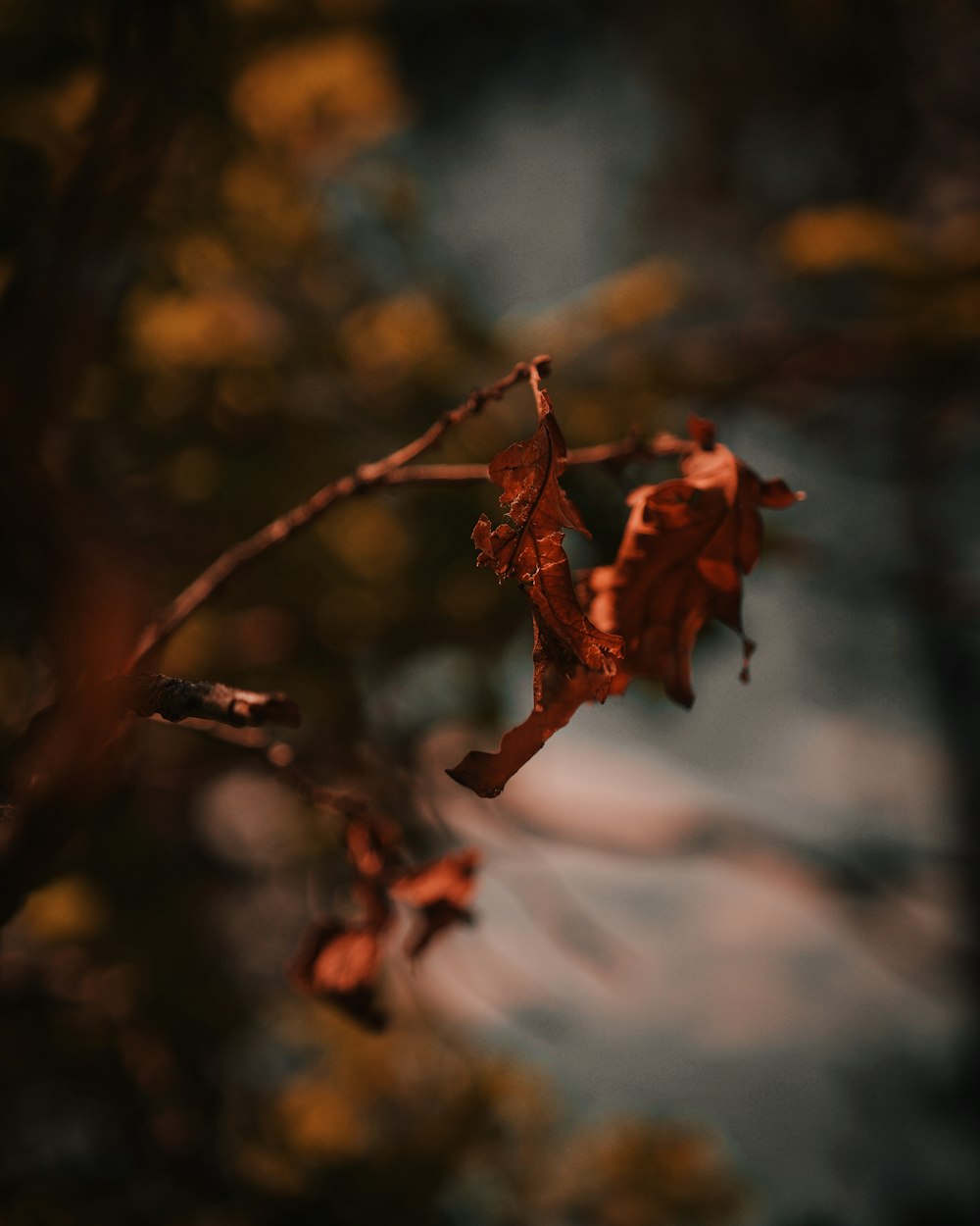 wither plant photography