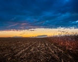 A vast, harvested field stretches into the distance under a dramatic sky filled with deep blue and hints of orange and pink from the setting sun. On the right, a row of dry cornstalks catches the warm light, creating a stark contrast with the darker field. The horizon reveals a line of distant trees silhouetted against the colorful sky.