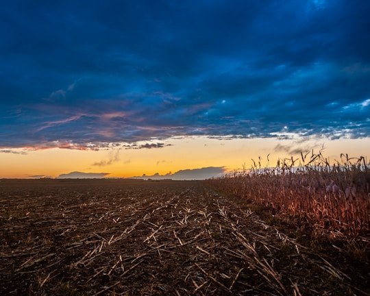 A vast, harvested field stretches into the distance under a dramatic sky filled with deep blue and hints of orange and pink from the setting sun. On the right, a row of dry cornstalks catches the warm light, creating a stark contrast with the darker field. The horizon reveals a line of distant trees silhouetted against the colorful sky.