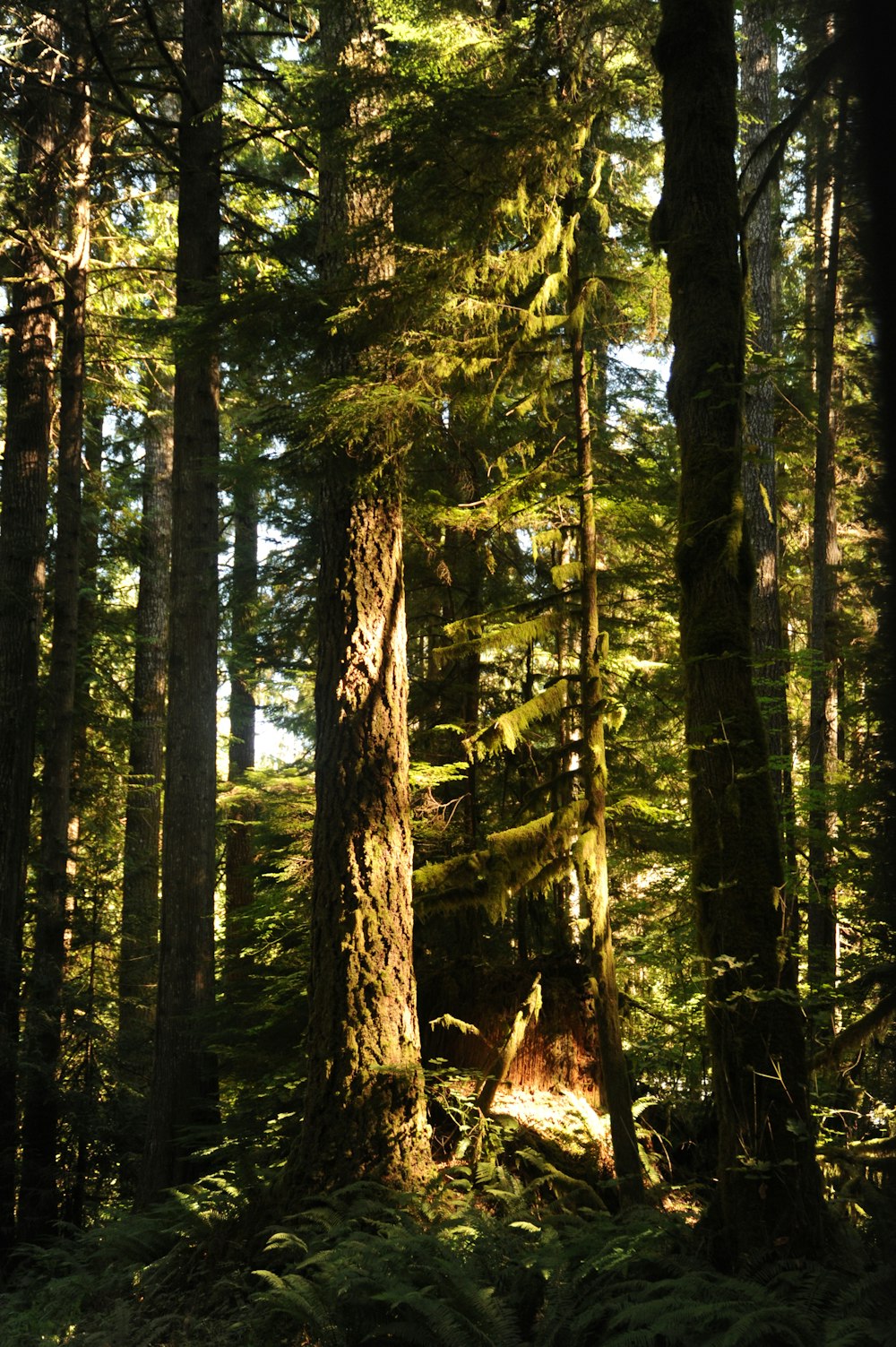 green leafed trees at daytime