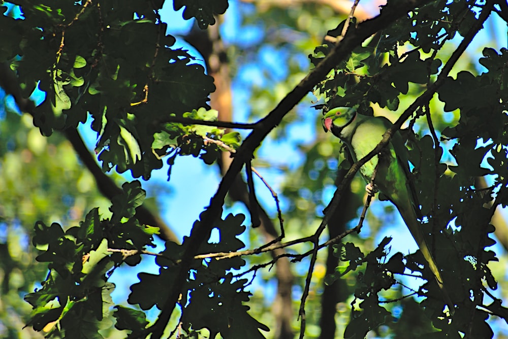 green-leafed tree
