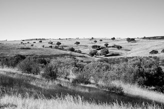 Rolling hills with a mix of grassland and scattered trees.