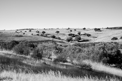 Rolling hills with a mix of grassland and scattered trees.