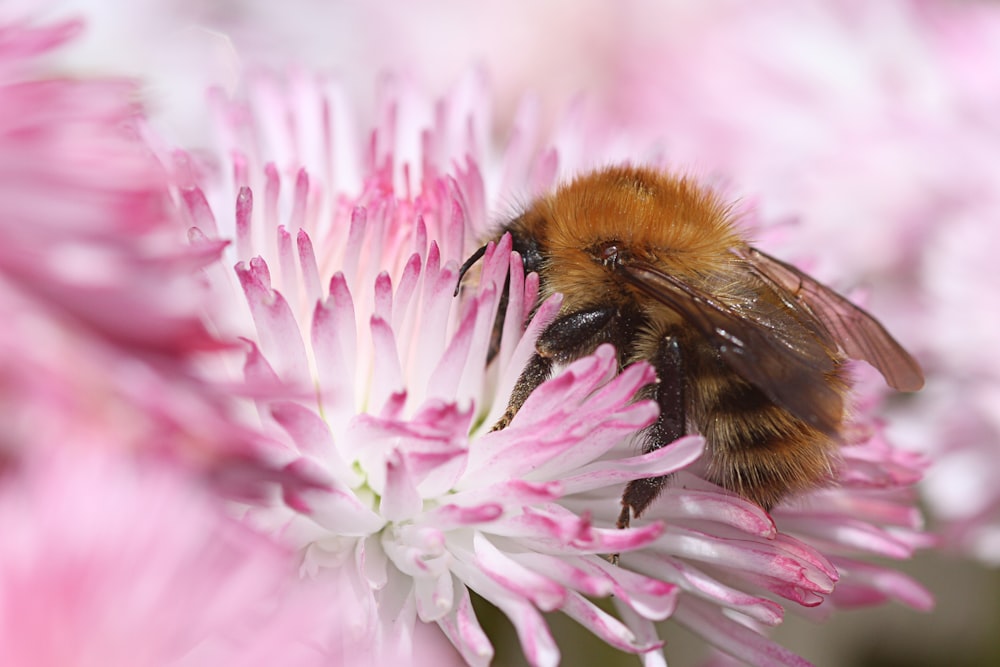 brown bee perch on pink flower
