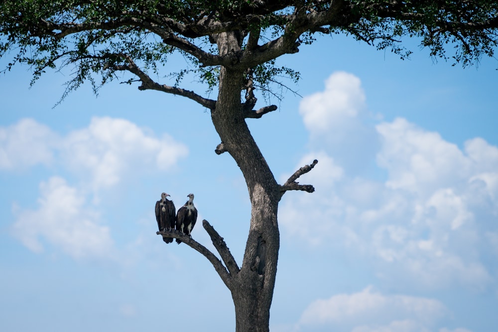 black birds perching on tree